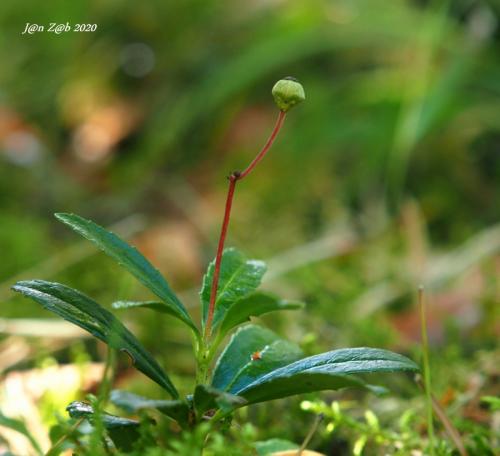 zimoľub okolíkatý