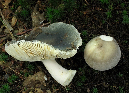 plávka (bližšie neurčená)