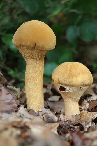 zrnuľa zlatá / bedlovnice zlatá