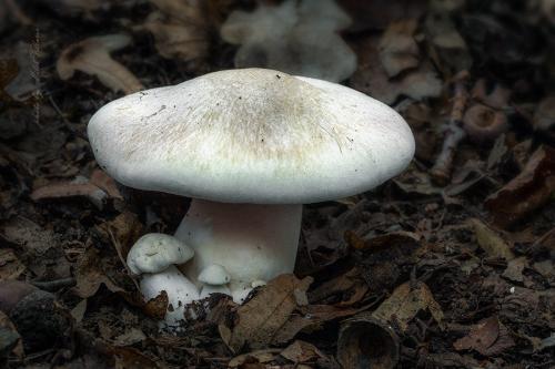 hodvábnica veľká / závojenka olovová