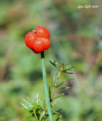 chvojník dvojklasý