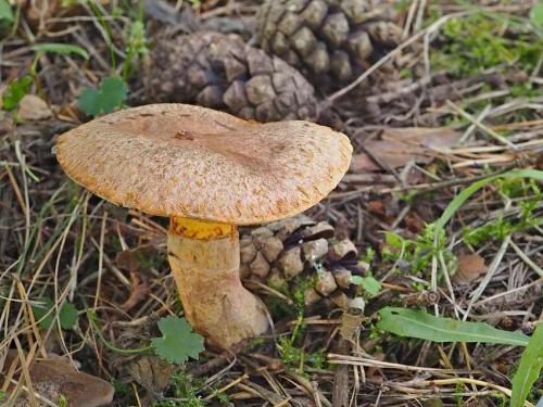 masliak tridentský / klouzek tridentský