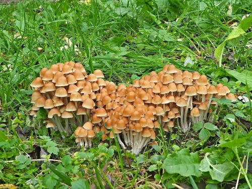 drobuľka trsovitá / křehutka rozvětvená