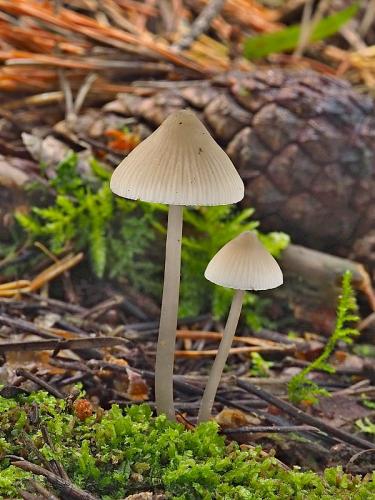 prilbička zefírová / helmovka zefírová