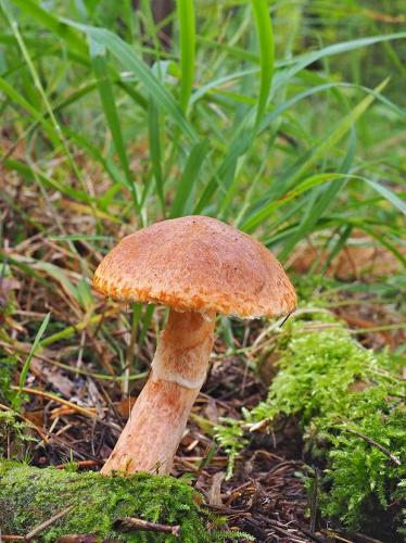 masliak tridentský / klouzek tridentský