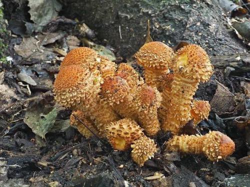 šupinovka šupinatá / šupinovka kostrbatá