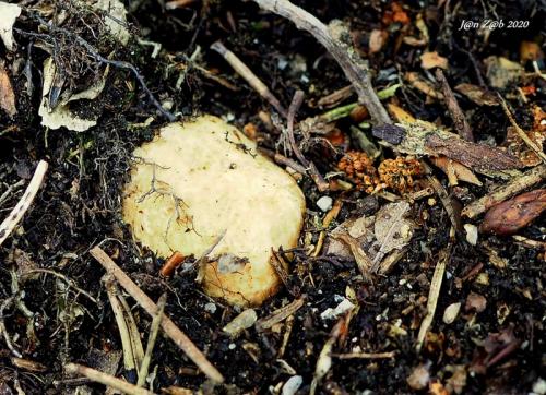 koreňovec červený / kořenovec načervenalý