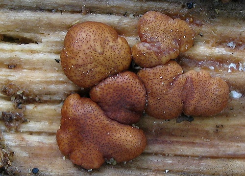 ponorenec / masenka rezavá
