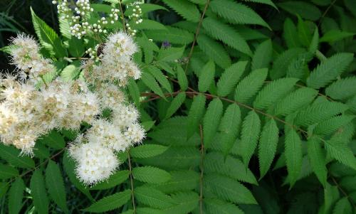 pajaseň žliazkatý