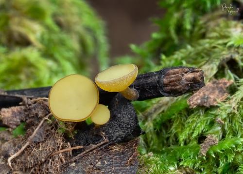 terčka žlutozelená (CZ)