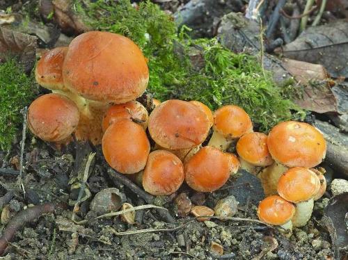 strapcovka tehlovočervená / třepenitka cihlová