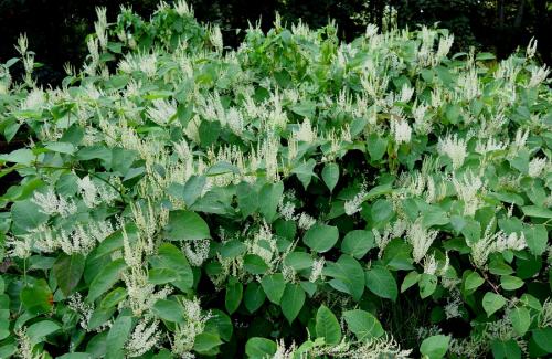 krídlatka japonská