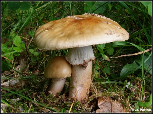 muchotrávka červenkastá / muchomůrka růžovka