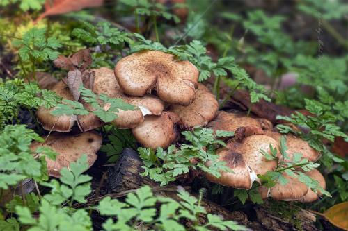 podpňovka obyčajná / václavka obecná