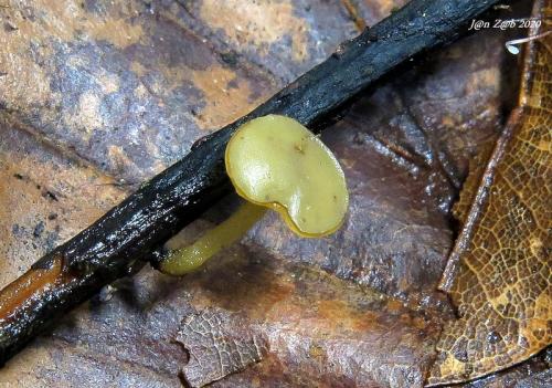 terčka žlutozelená (CZ)