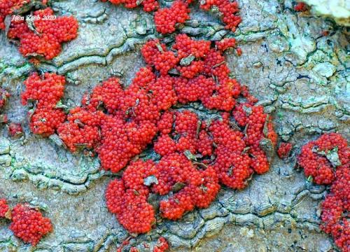 hlivka šarlátová / rážovka šarlatová