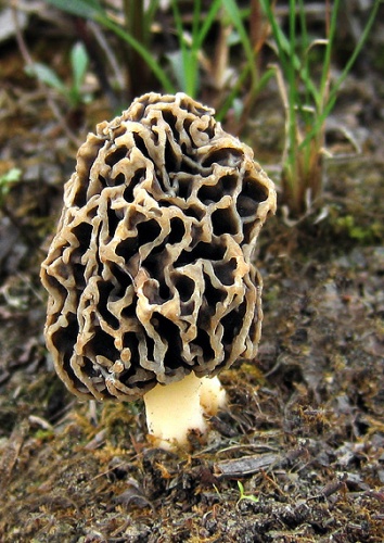 smrčok obyčajný / smrž jedlý