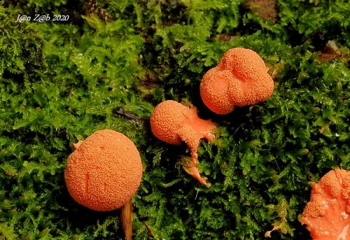 vlčinka červená / vlčí mléko červené