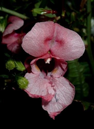 netýkavka žliazkatá