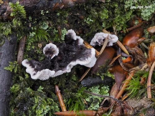 korkovec tmavý / lošáček tmavý