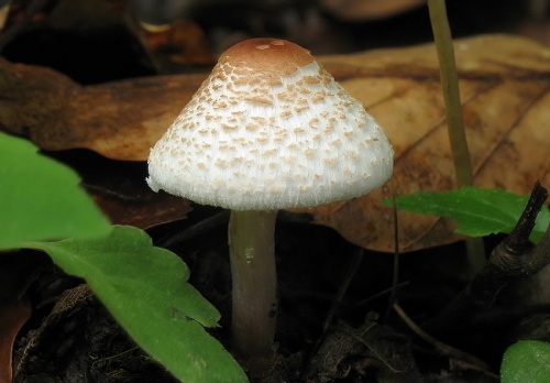 bedlička páchnúca / bedla hřebenitá