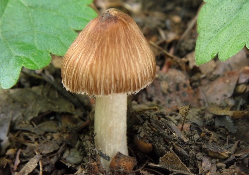 vláknica kužeľovitá / vláknice kuželovitá