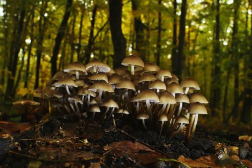 prilbička naklonená / helmovka leponohá