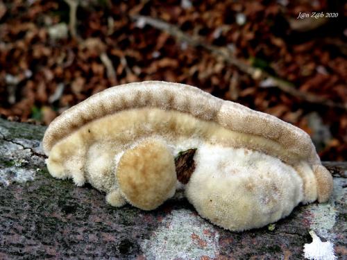 trúdnikovec chlpatý / outkovka chlupatá