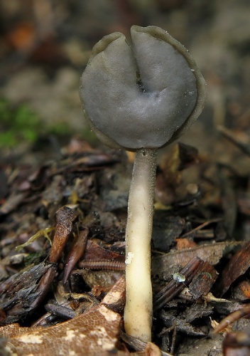 chriapač čierny / chřapáč tmavý