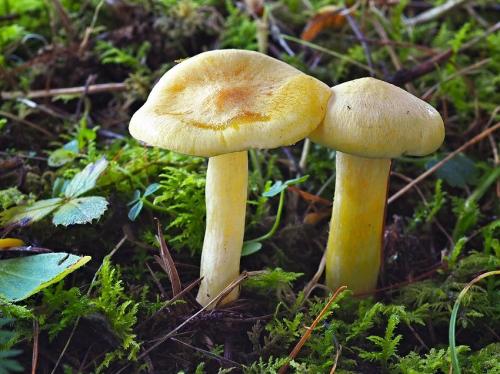 šťavnačka smrekovcová / šťavnatka modřínová