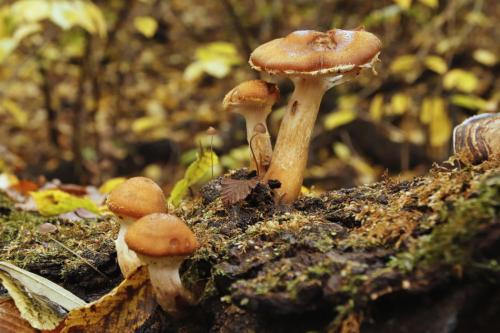 podpňovka žltá / václavka hlíznatá