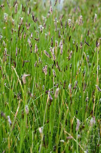 bahnička jednoplevová