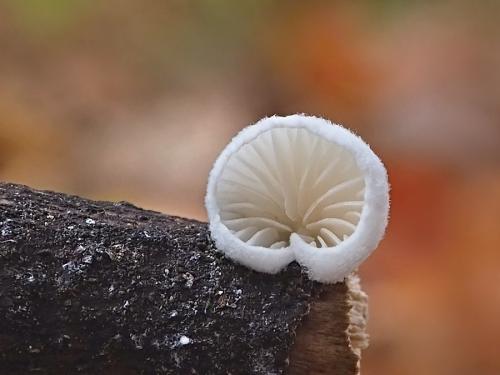 machovka Hobsonova / mechovka Hobsonova