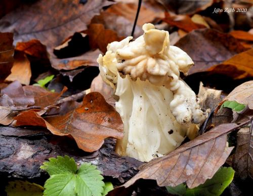 chriapač kučeravý / chřapáč kadeřavý