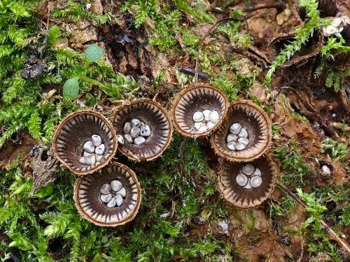 čiaškovec pásikavý / číšenka rýhovaná