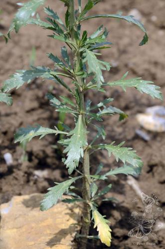 žerucha hustokvetá