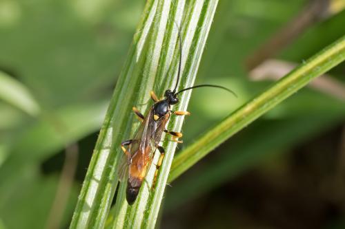 Ichneumon sp.