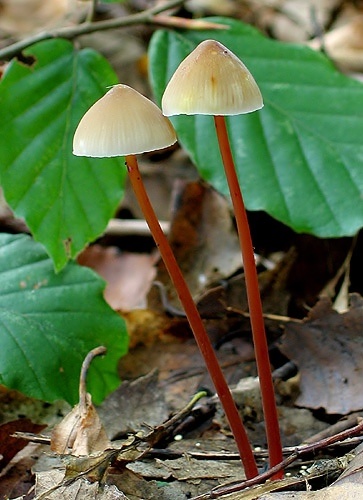 prilbička šafránová / helmovka šafránová