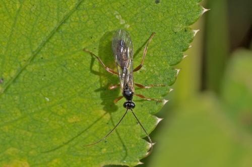 Alysini sp.