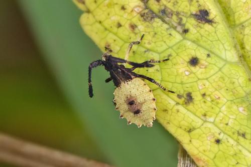 Gonocerus sp.
