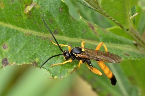 Ichneumon sp.