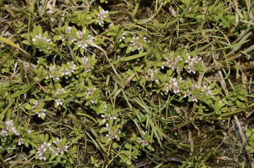 sivuľka prímorská