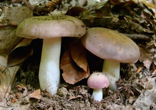 plávka strakatá / holubinka doupňáková