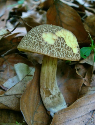 suchohríb uťatovýtrusný / hřib uťatovýtrusý