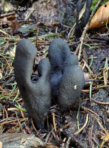 drevnatec kyjakovitý / dřevnatka kyjovitá