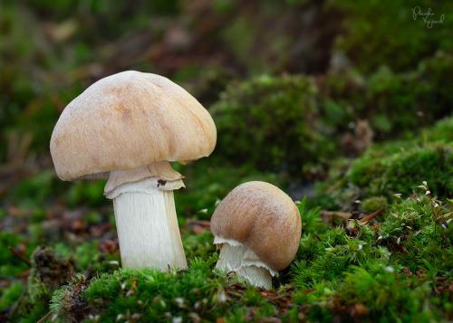 pavučinovec inovaťový / sluka svraskalá