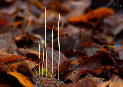kyjovka tenká / kyj niťovitý