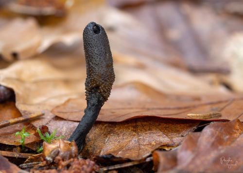 žezlovka srnková / housenice cizopasná