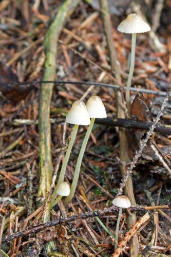 prilbička slizká / helmovka slizká