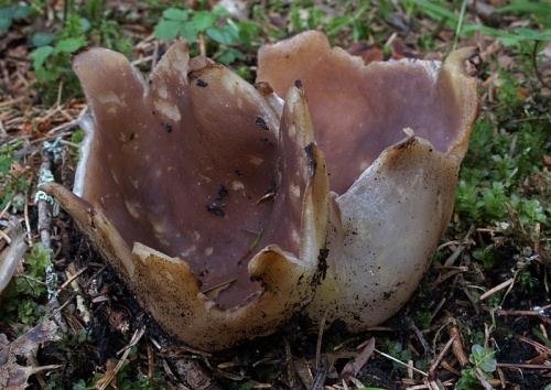 tulipánovka fialová / baňka velkokališná